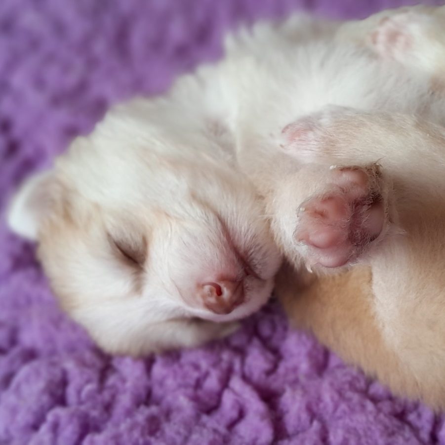 photo personnelle de l'élevage Esprit Pomsky